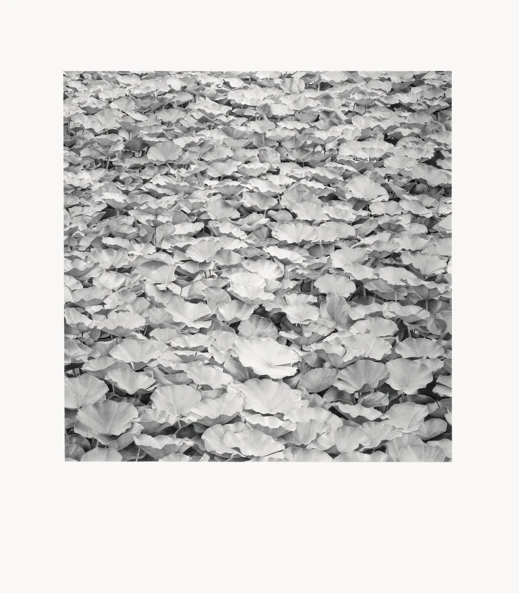 Li Trieb, Seerosen VII, 22.6.2013-16:02 – 18.8.2013-20:57 | 24283 Minuten gezeichnete Zeit