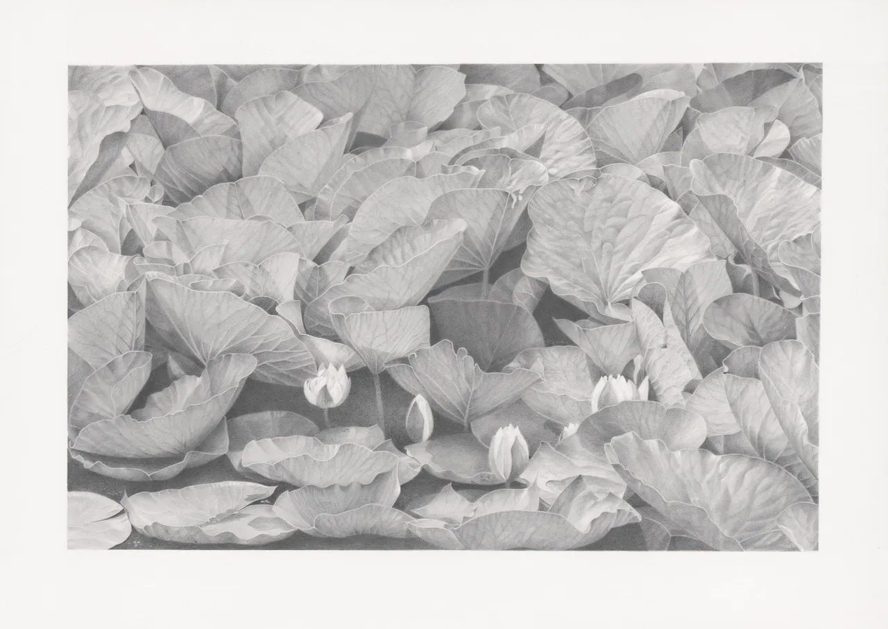 Li Trieb, Seerosen IX, 3.8.2013-12:25 – 27.3.2016-9:49 | 7846 Minuten gezeichnete Zeit