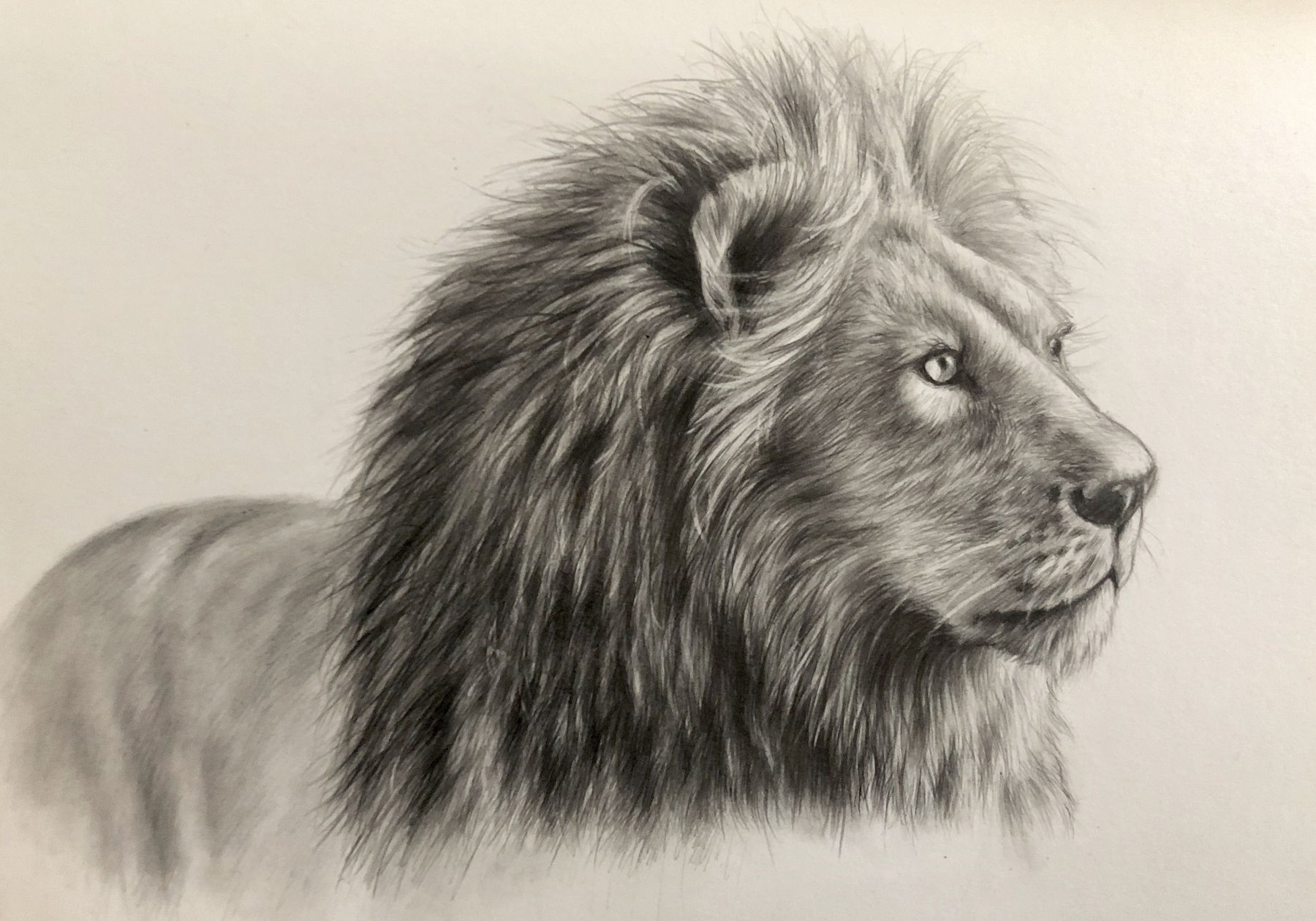 Drawings, Lion, 2019