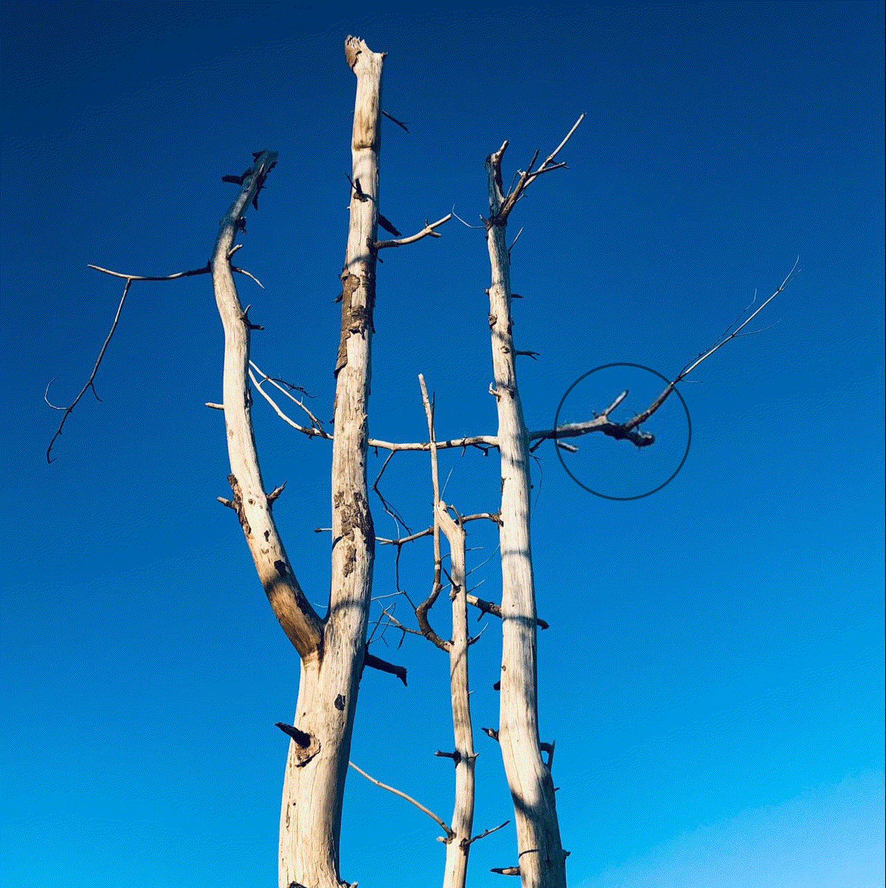 Shabs Beigh, High In The Sky, 2021