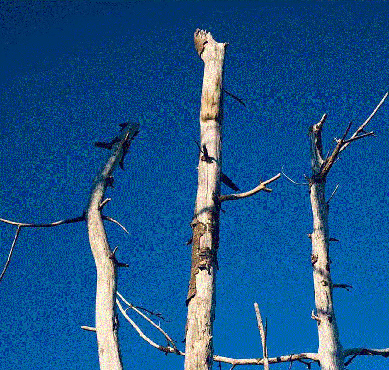 Shabs Beigh, High In The Sky, 2021