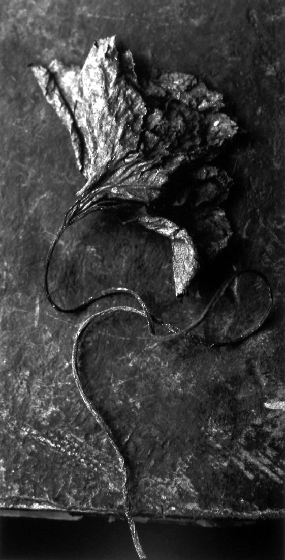 Humberto Rivas, Flor, 1992