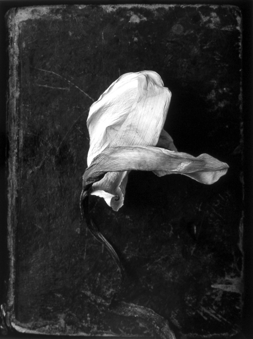 Humberto Rivas, Flor, 1991