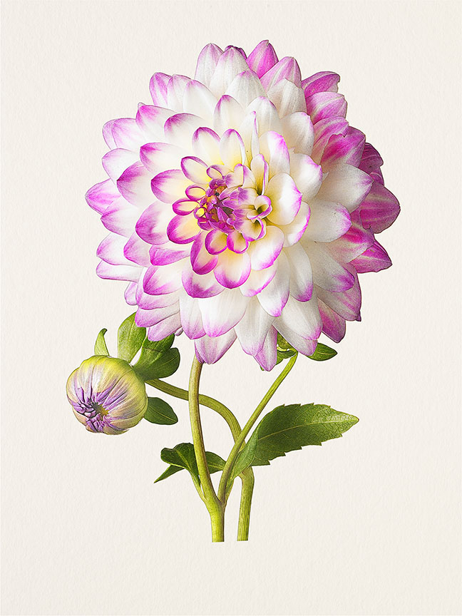 Kenji Toma, Dahlia (Victoria Ann), 2011
