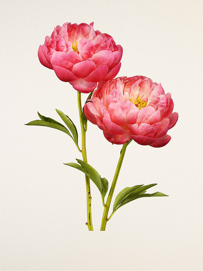 Kenji Toma, Peony (Raspberry Charm), 2015