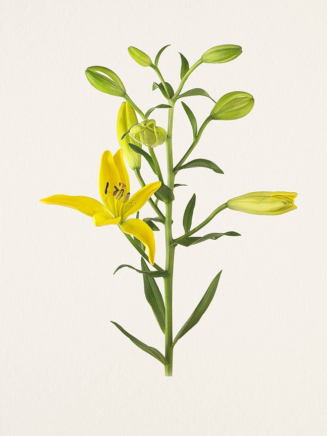 Kenji Toma, Lily (Gironde), 2011