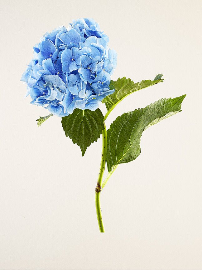 Kenji Toma, Hydrangea (Nikko Blue), 2015