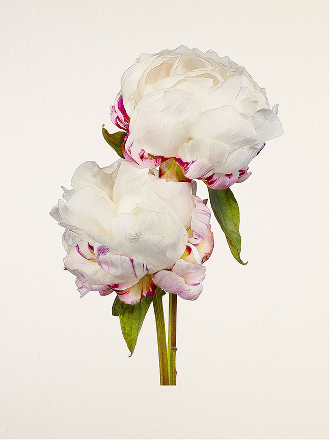 Kenji Toma, Peony (Festiva Maxima), 2015