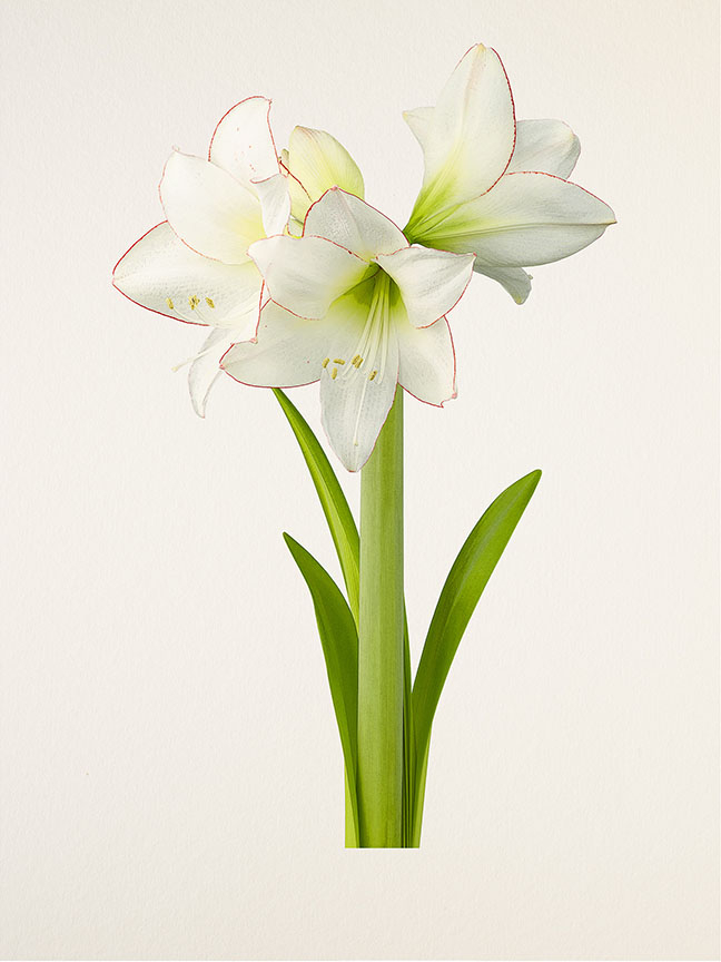 Kenji Toma, Amaryllis (Picotee), 2017