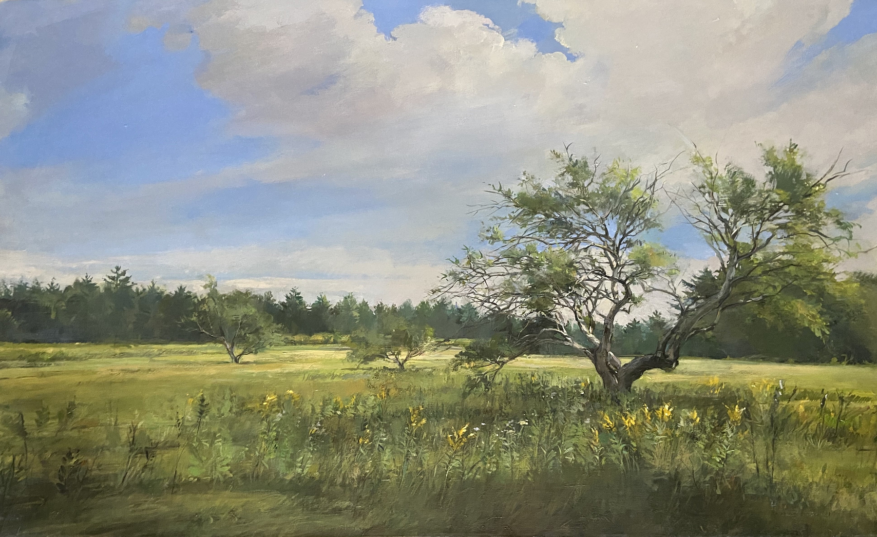Field Summer, Oil on canvas, 32&amp;quot; x 52&amp;quot;