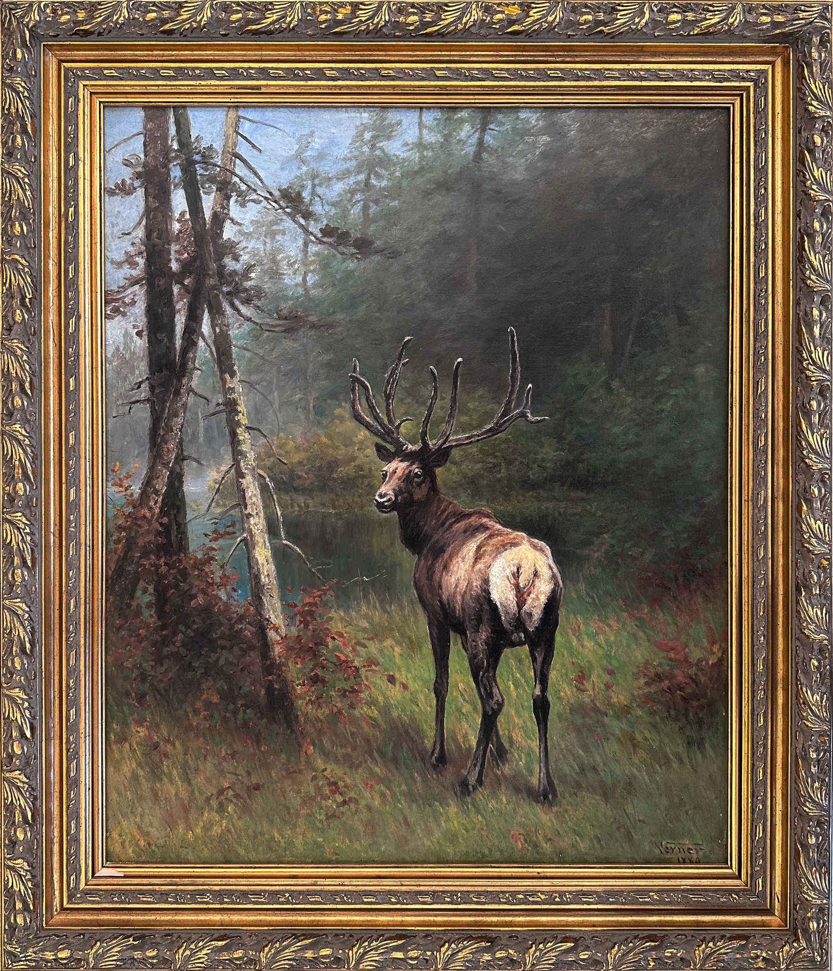 Stag in Forest