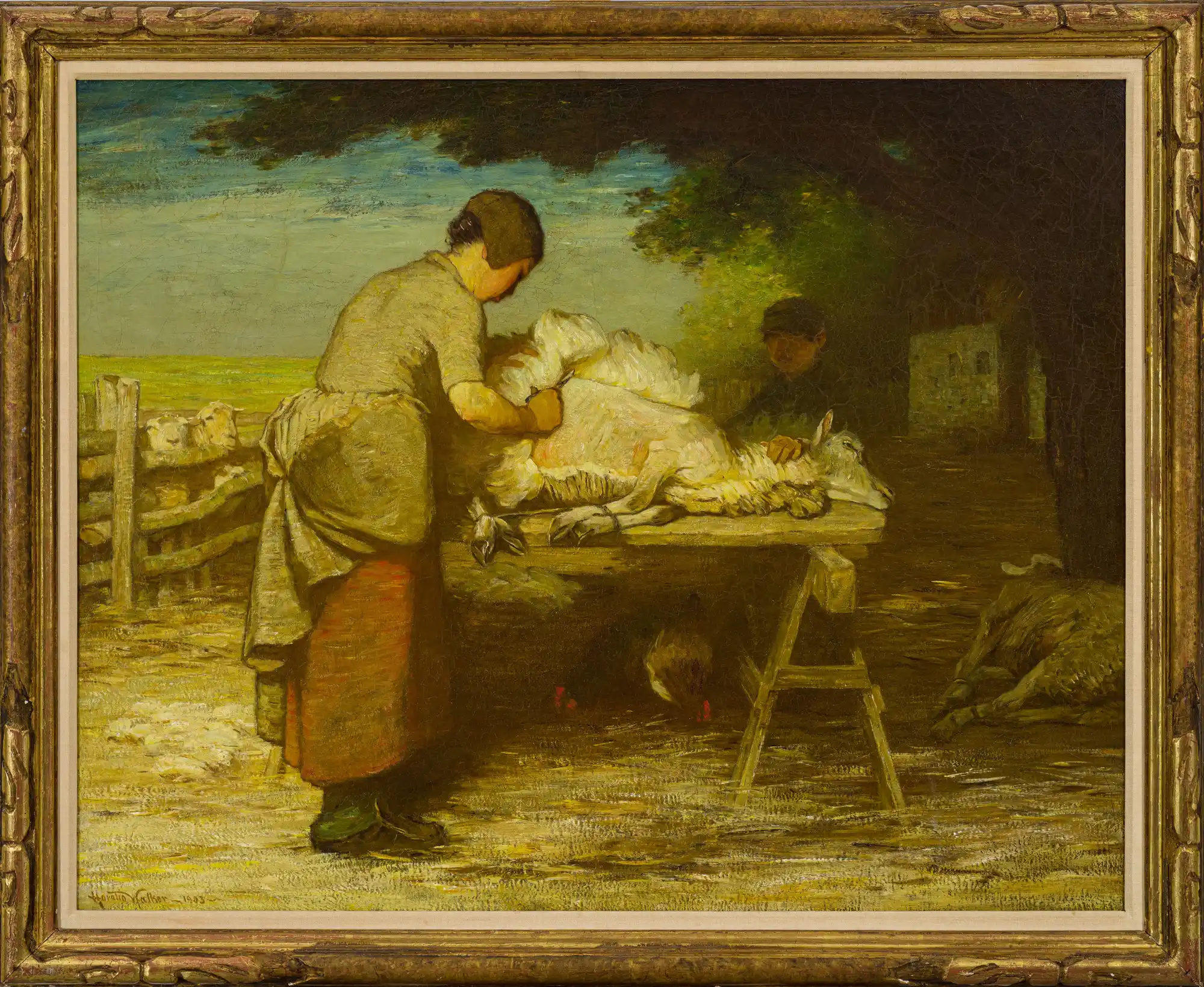 Sheep Shearing, Île d’Orléans