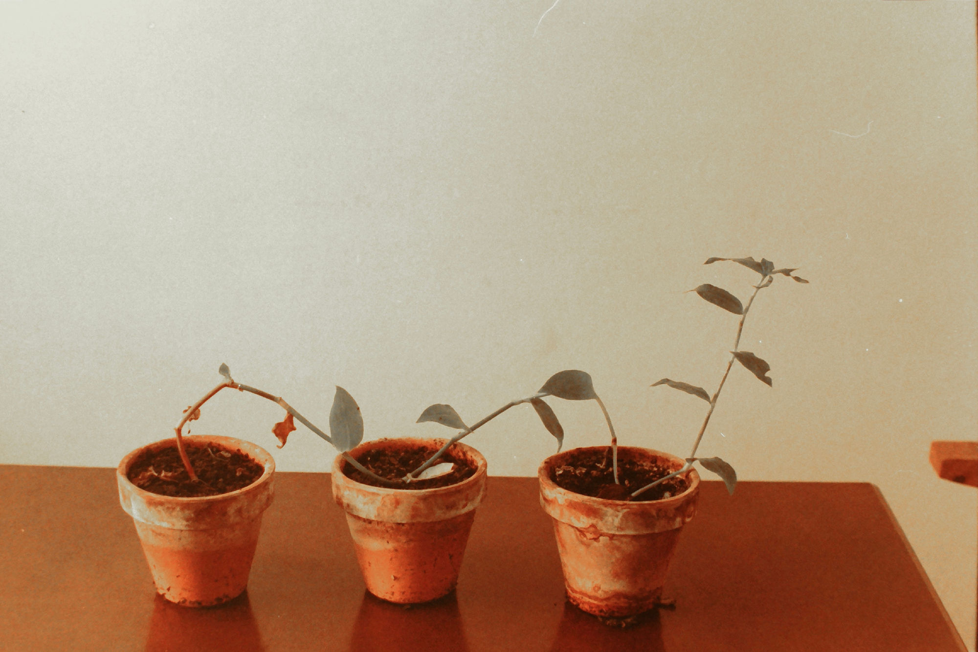 Antonio Ortega, Register (of continuity), 1997