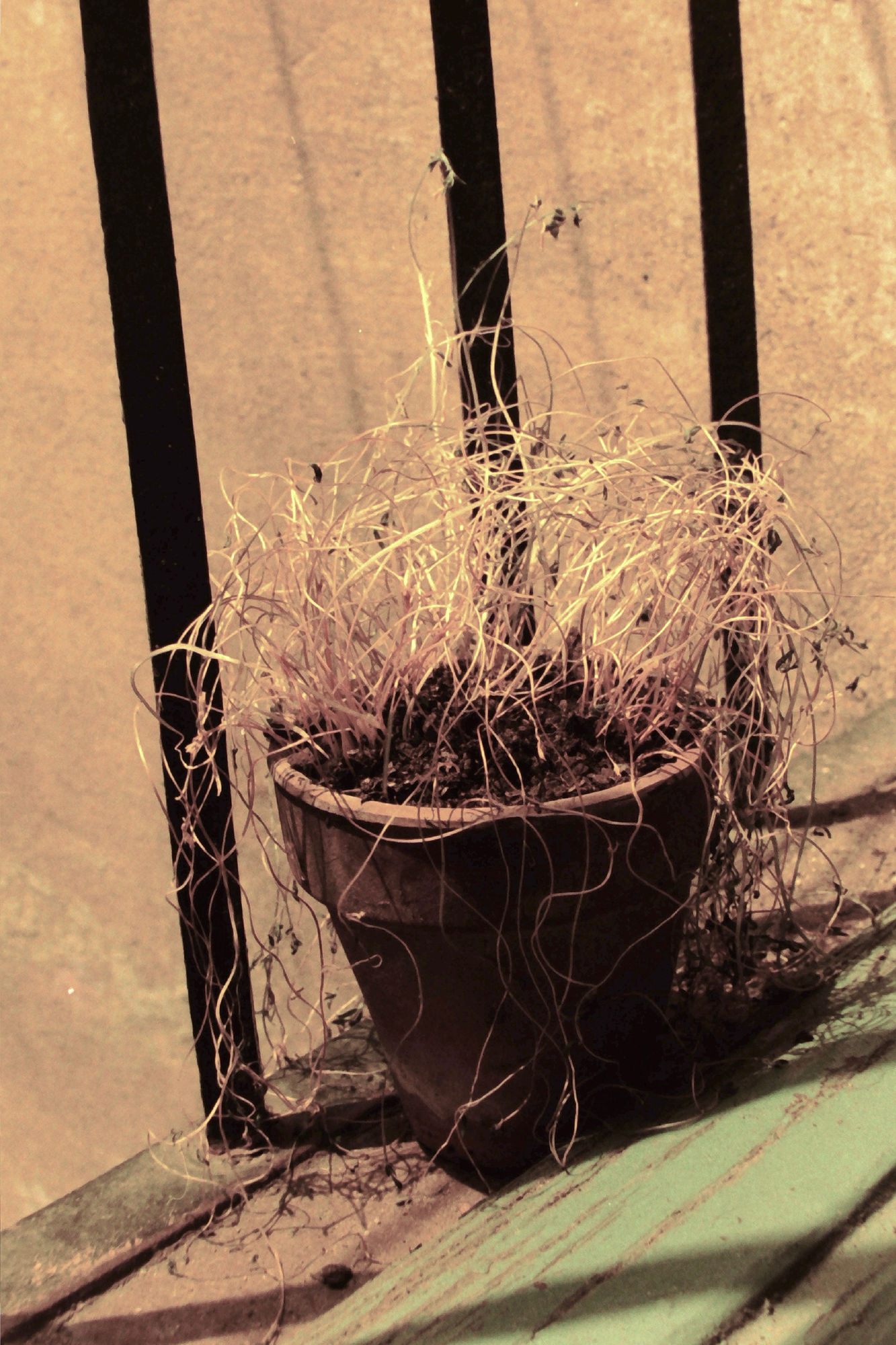 Antonio Ortega, Register (of sequels), 1995