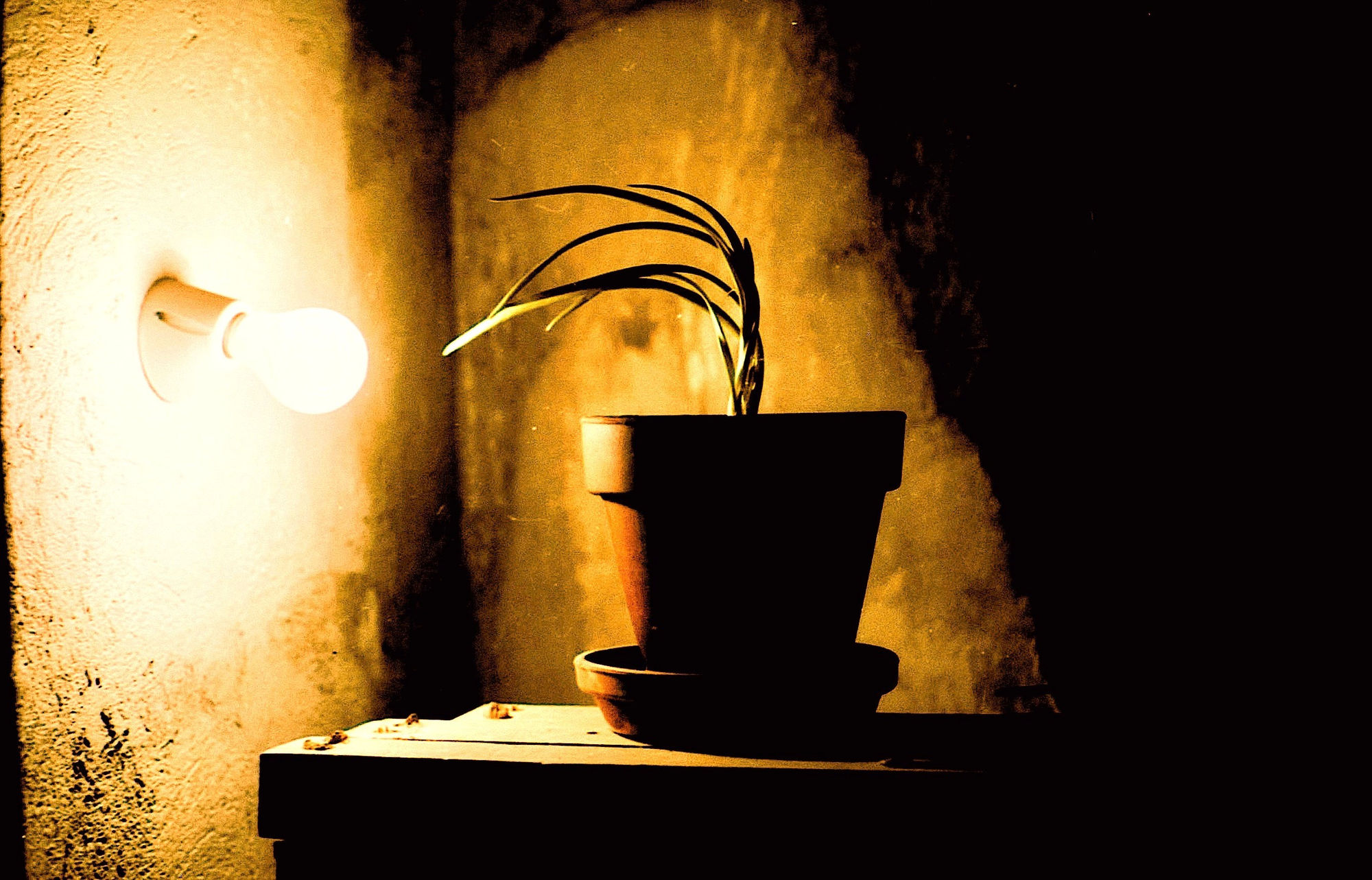 Antonio Ortega, Register (Indoor), 1994-1996