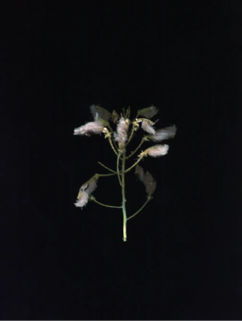 WeiXin Quek Chong, Alien Landings, 2020