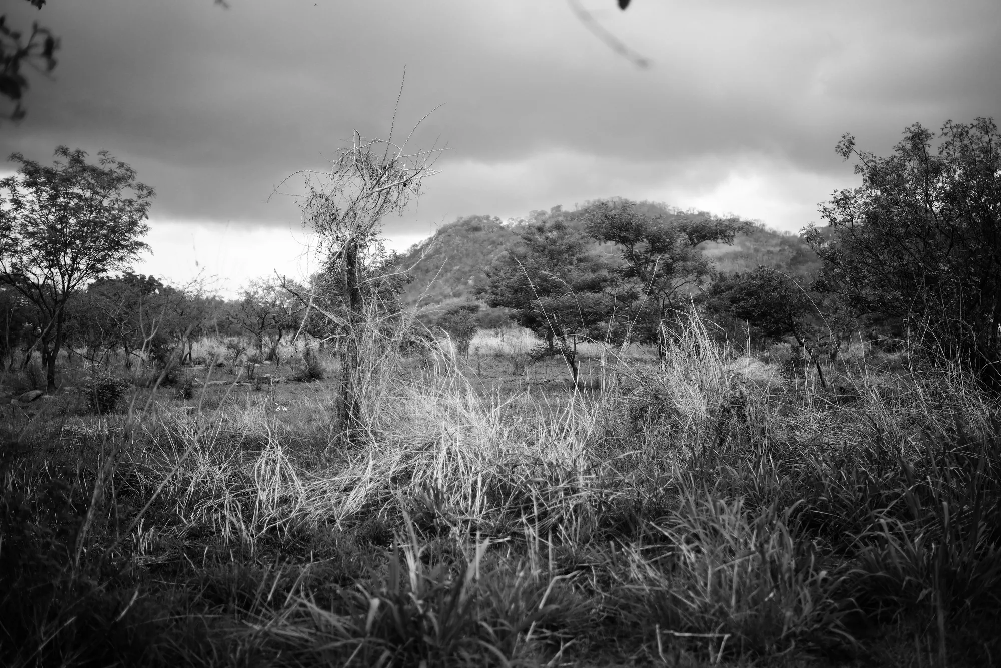 Mario Macilau, Untitled