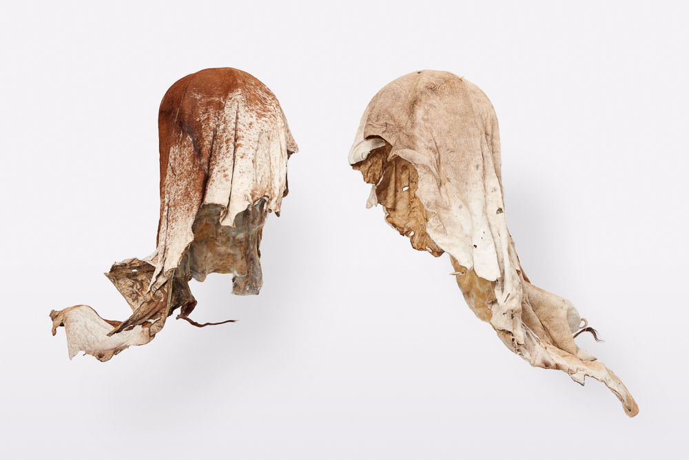 Nandipha Mntambo, Contempt Waiting, 2015