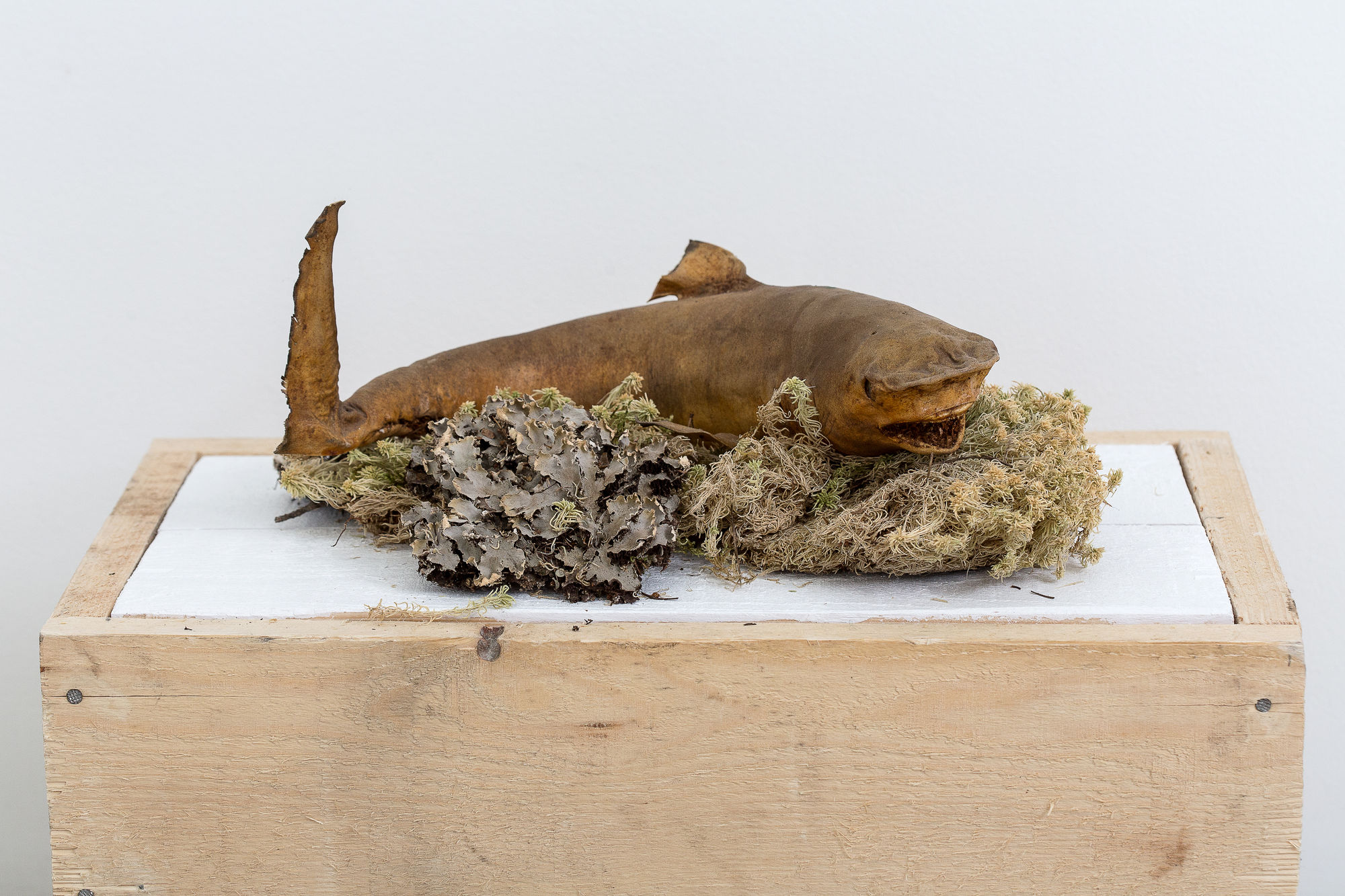 Илья Федотов-Федоров, Untitled | Без названия, 2018