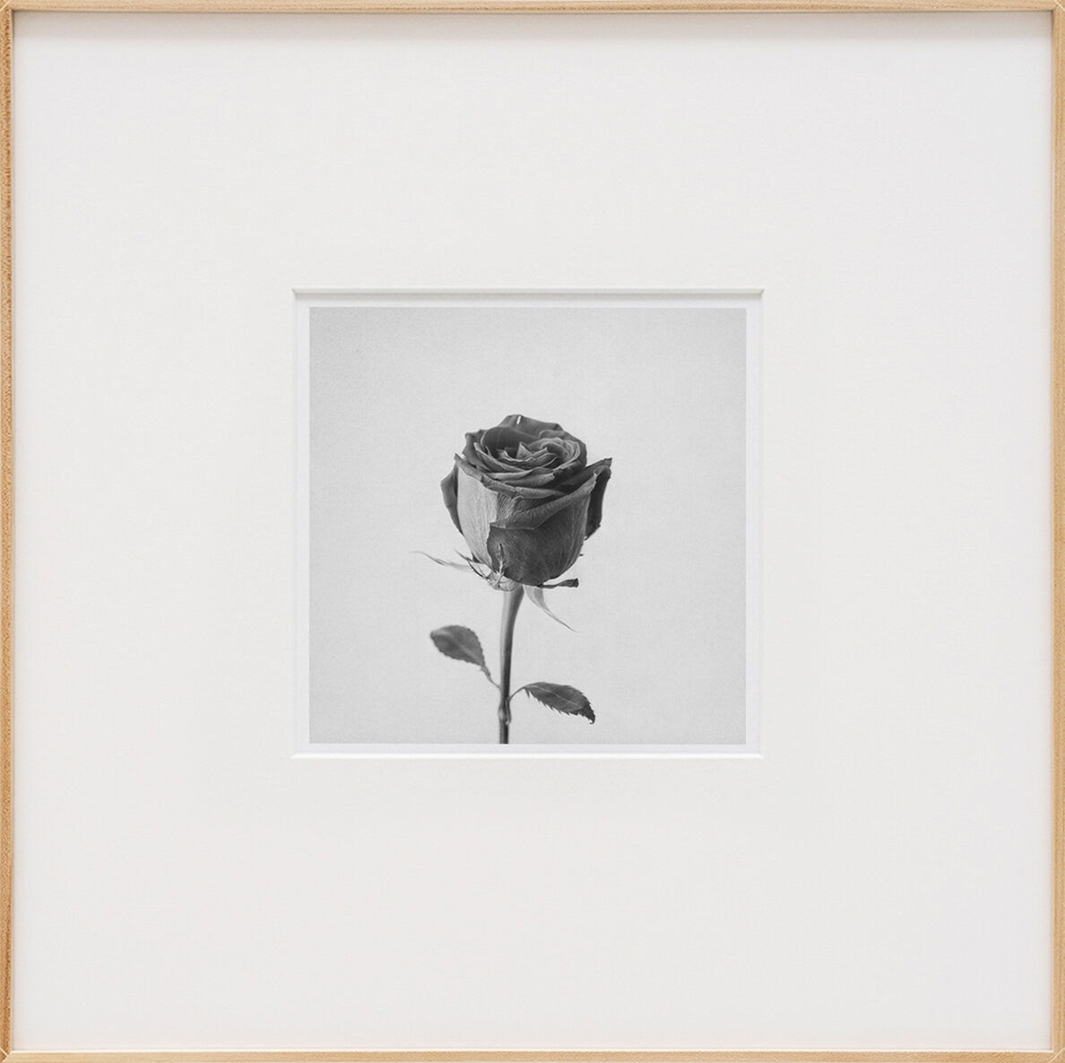 Iván Franco Fraga, Rose, 2023