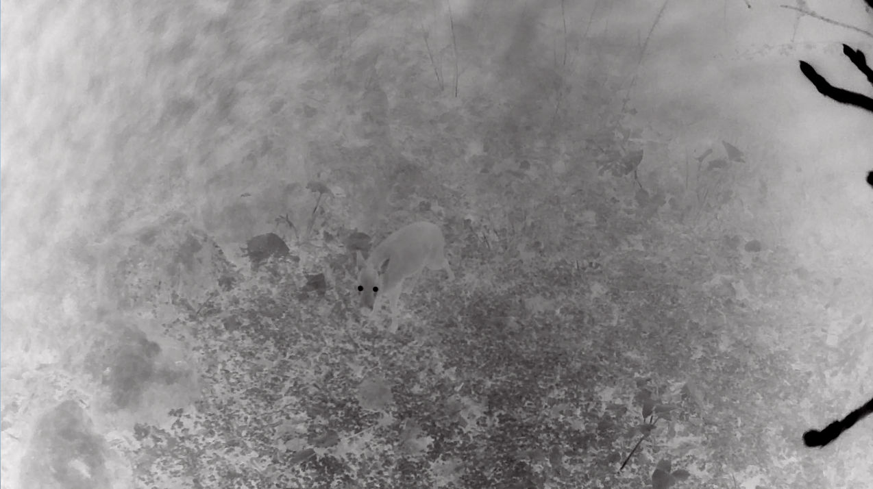 陈萧伊 Chen Xiaoyi, 心跳:鹿眼 Heartbeat: Deer’s eye, 2021