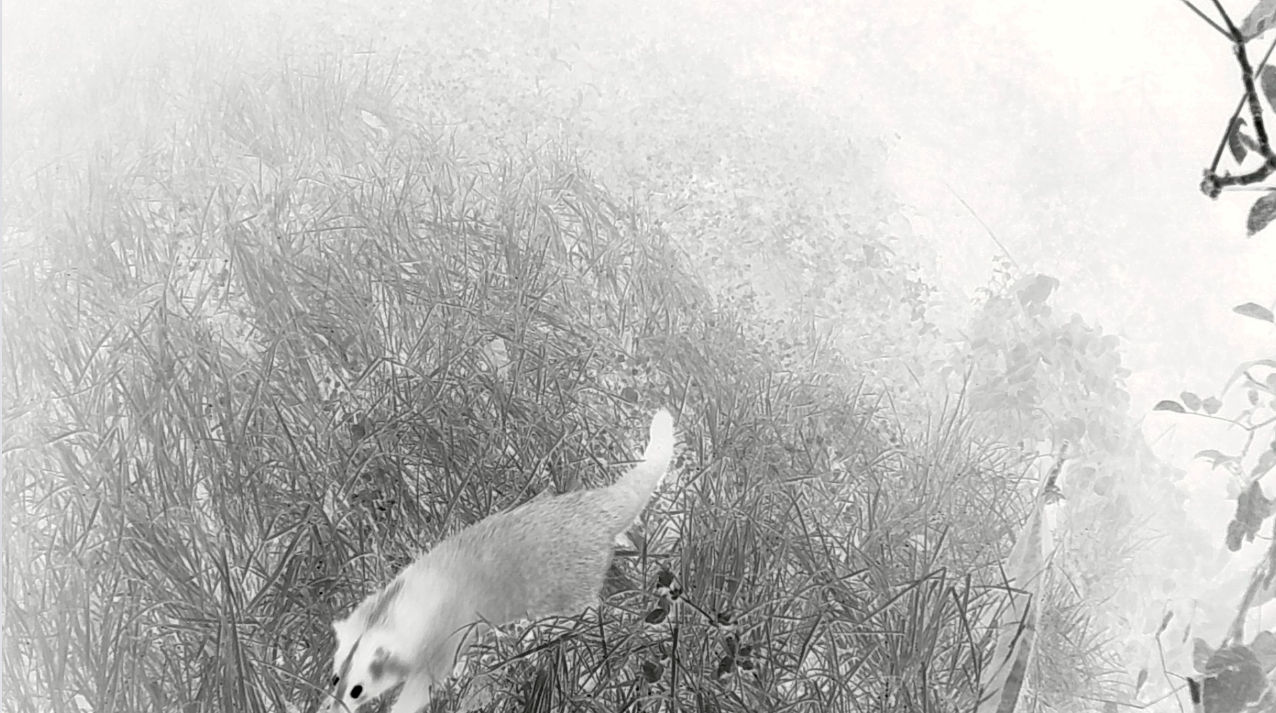 陈萧伊 Chen Xiaoyi, 心跳:夜行动物 Heartbeat: Nocturnal animals, 2021