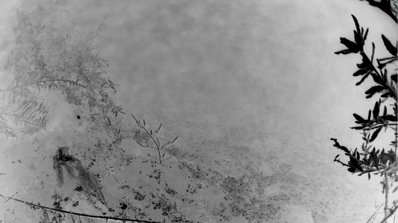 陈萧伊 Chen Xiaoyi, 心跳:雨中的豪猪 Heartbeat: Porcupine in the rain, 2021