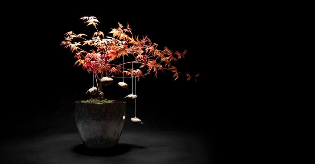 Emily Hanako Momohara, from the series "Tending my Grandmother’s Garden"