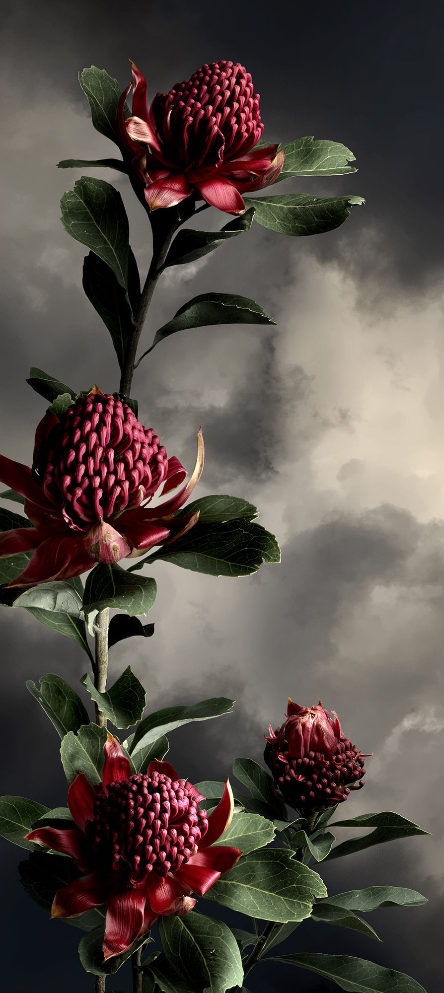 Valerie Sparks, Waratah, 2019