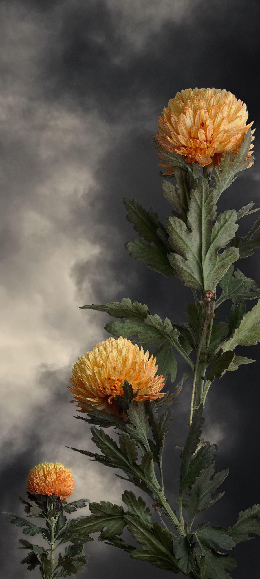 Valerie Sparks, Chrysanthemum, 2019