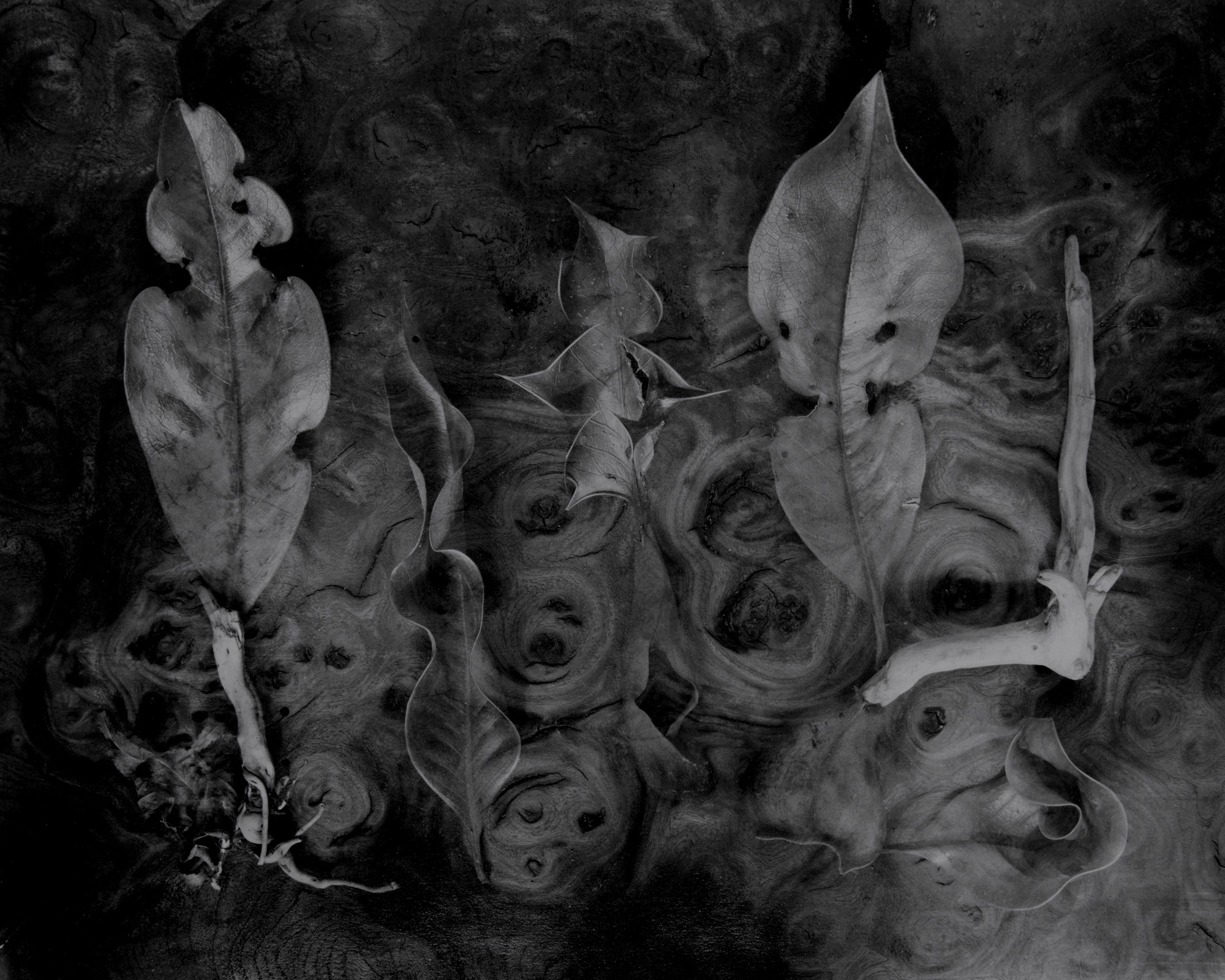 John Blakemore, The Botanical Theatre, 2003