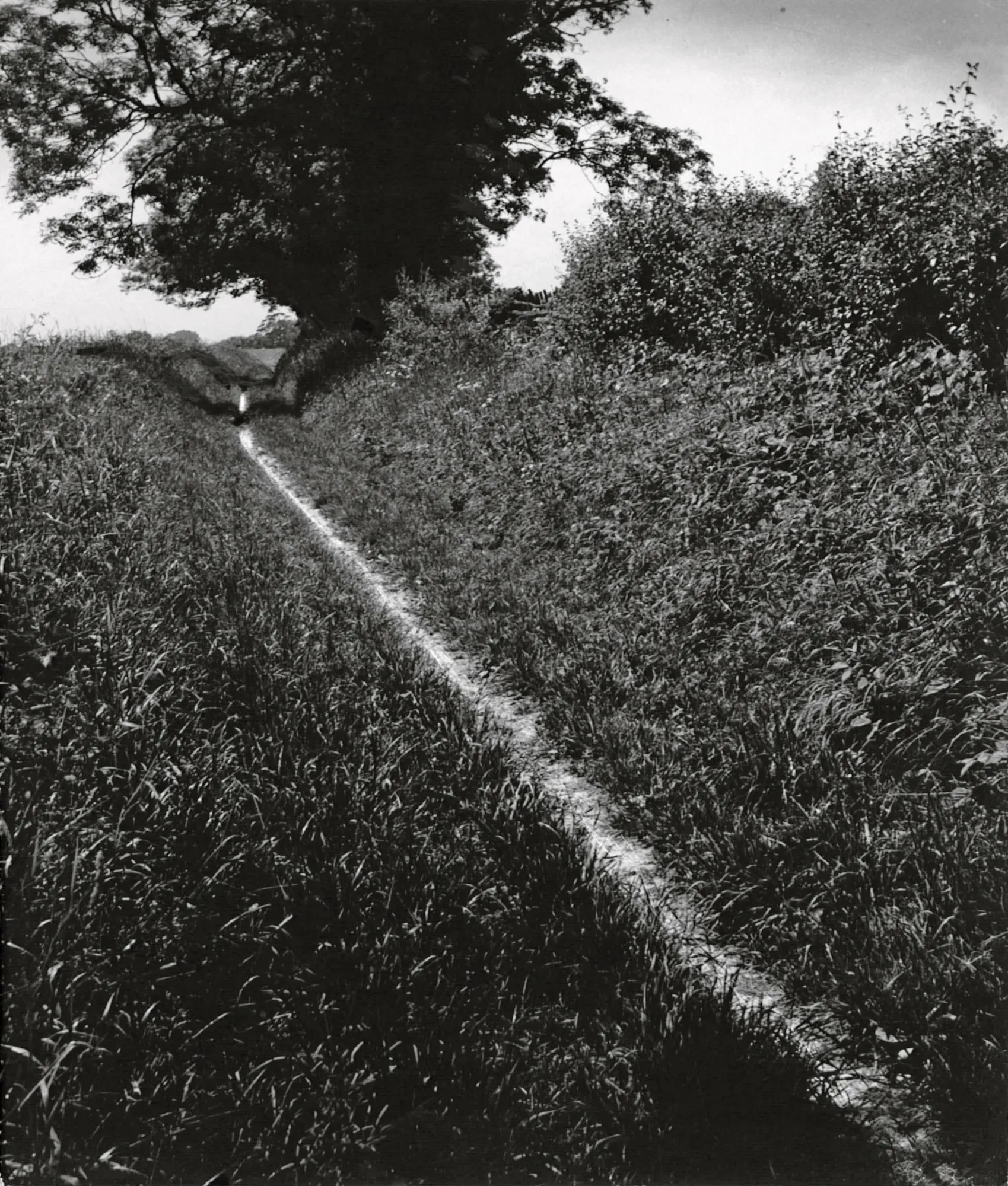 Bill Brandt, The Pilgrims Way, Kent, 1950