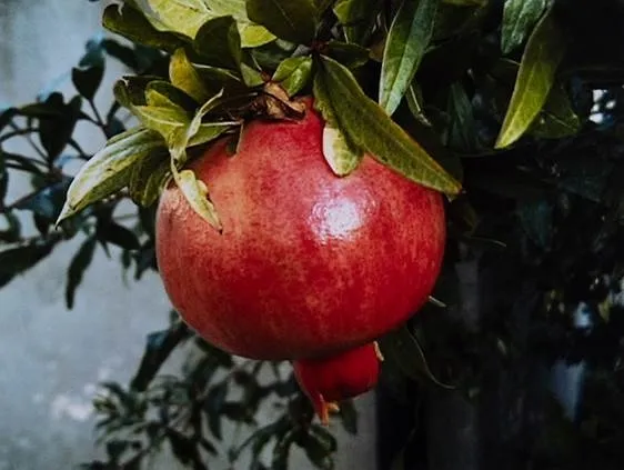 Victor Burgin, Study for Lichtung (seven part work), 1998