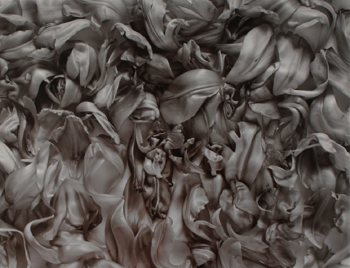 John Blakemore, Tulipa - Garden of Earthly Delights (2), 1994