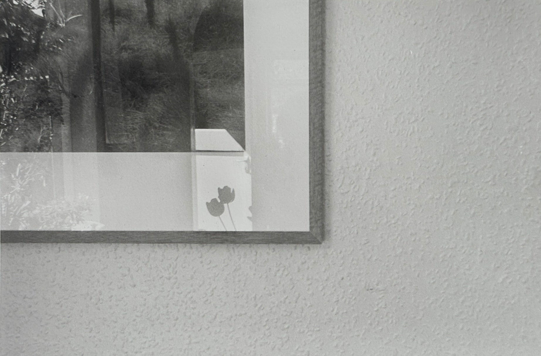 John Blakemore, Tulipa, 1986