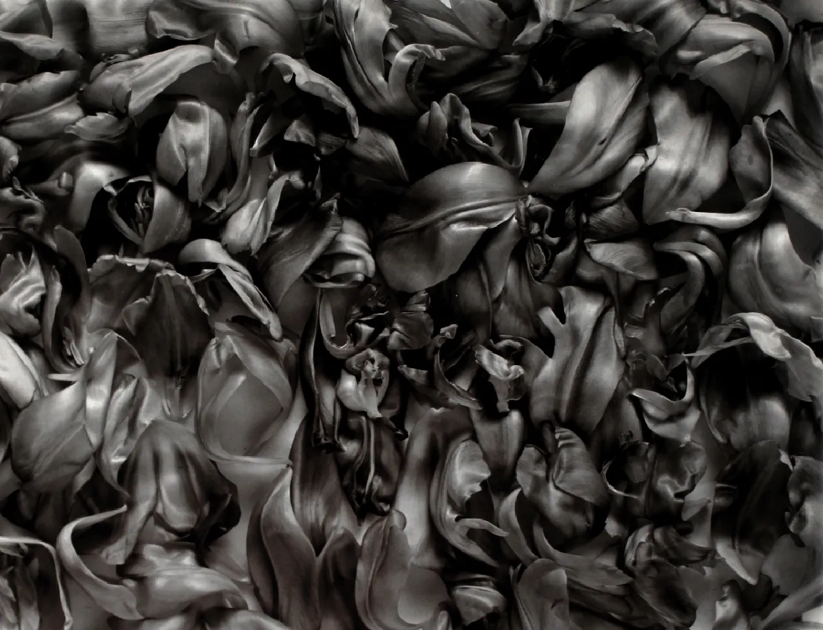 John Blakemore, Tulipa - Garden of Earthly Delights (2), 2005