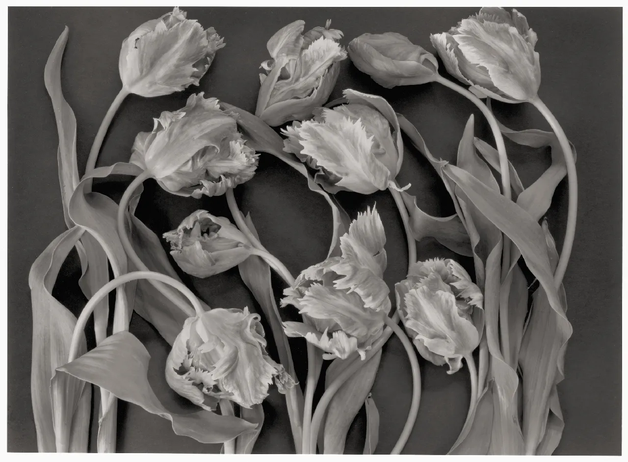 John Blakemore, Tulipa - Celebrations, 1994, 1994