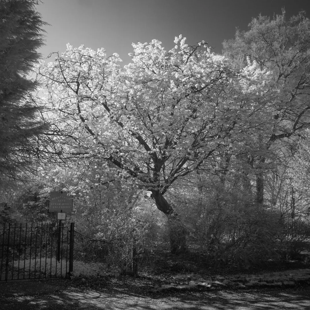 John Davies, 108T Cherry Tree (for removal), 2018