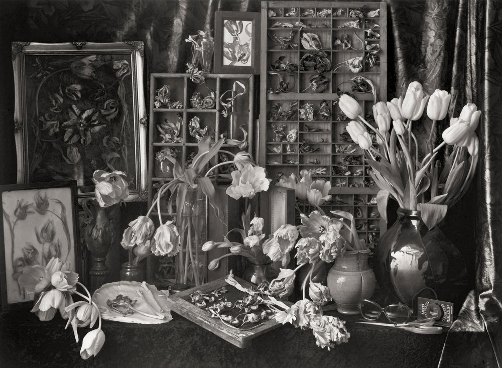 John Blakemore, Tulipomania No. 2, 1994