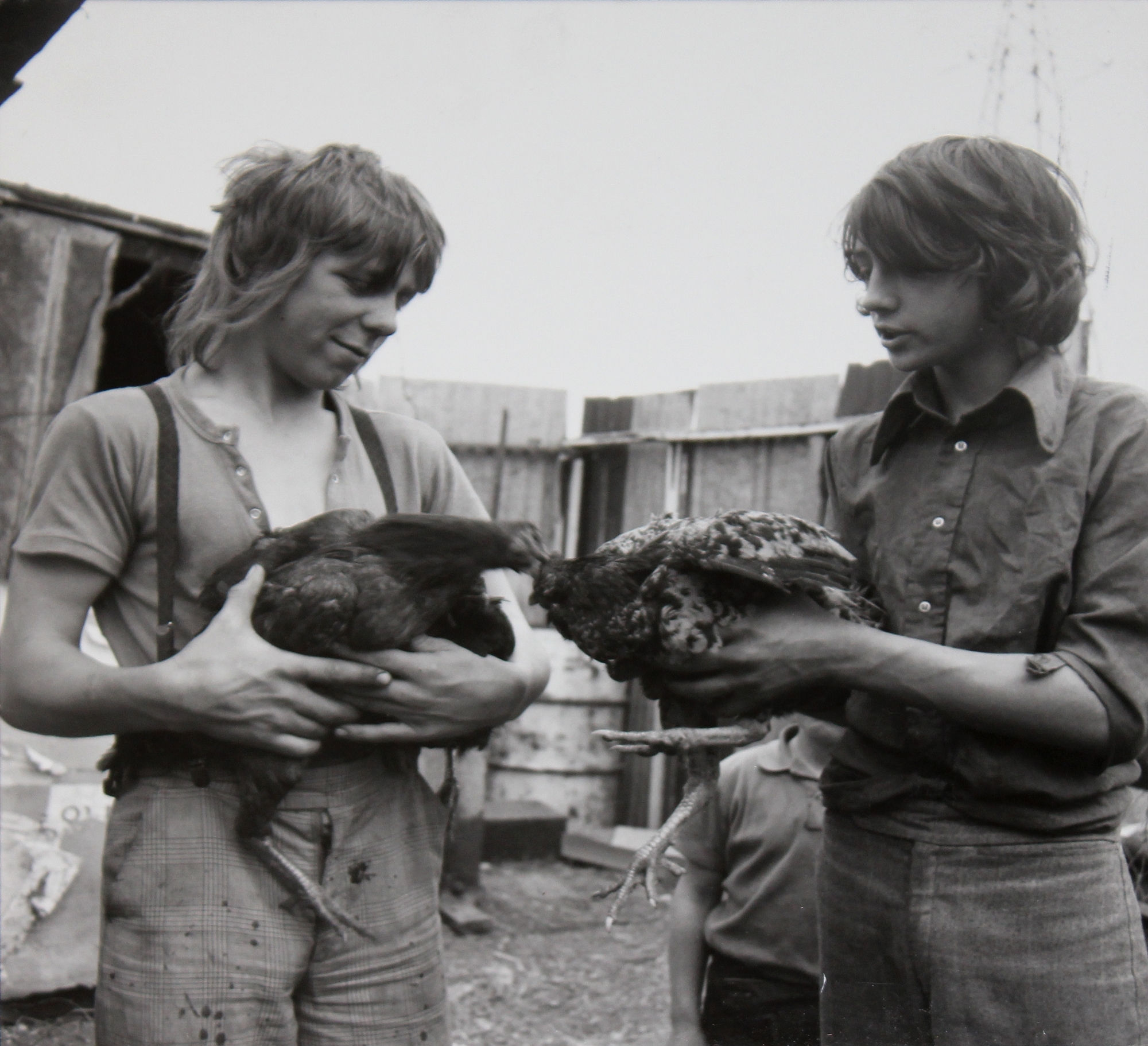 Jo Spence, Gypsies (two young men, cockfighting), 1974