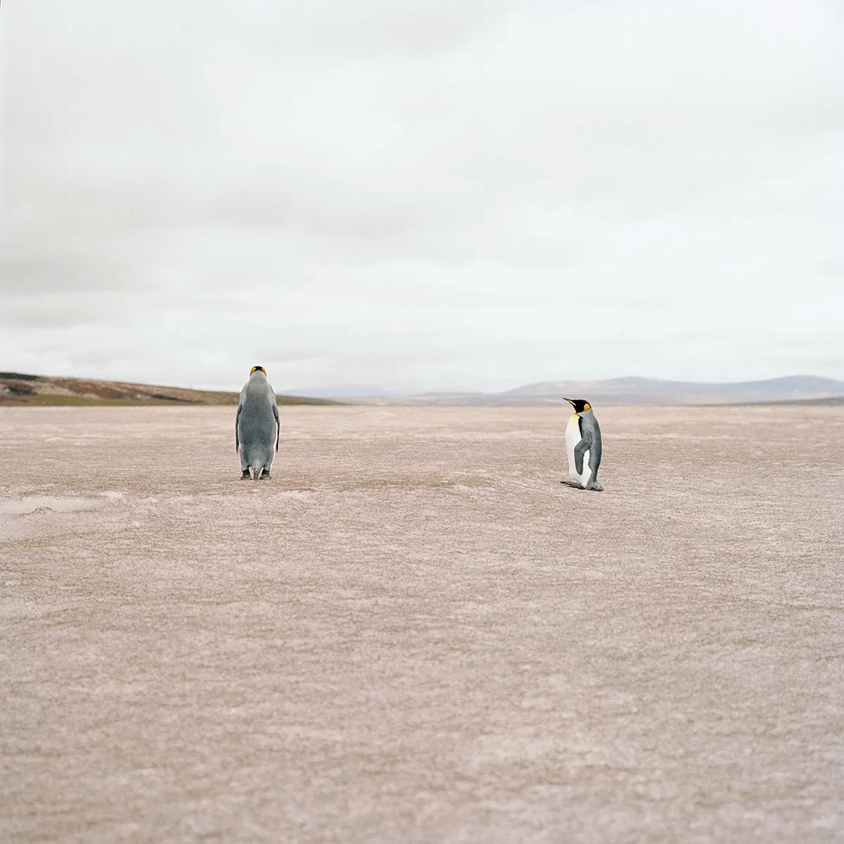 Jon Tonks, Volunteer Point, from Empire, 2014