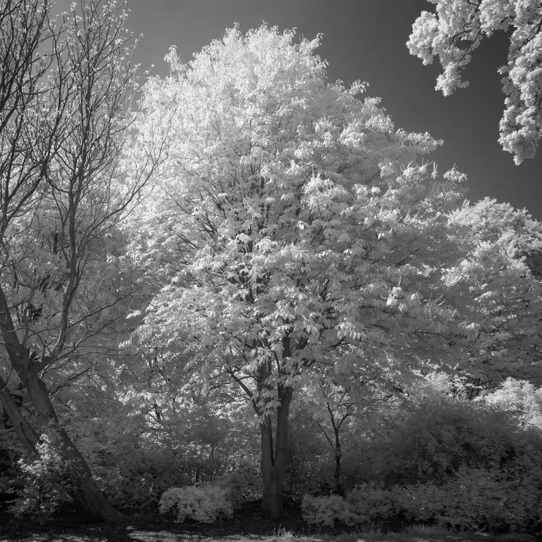 John Davies, 111T Acer Species (for removal), 2018