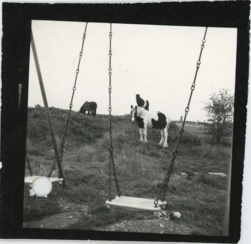 Jo Spence, Contact print - Gypsies (horses and swings), 1974