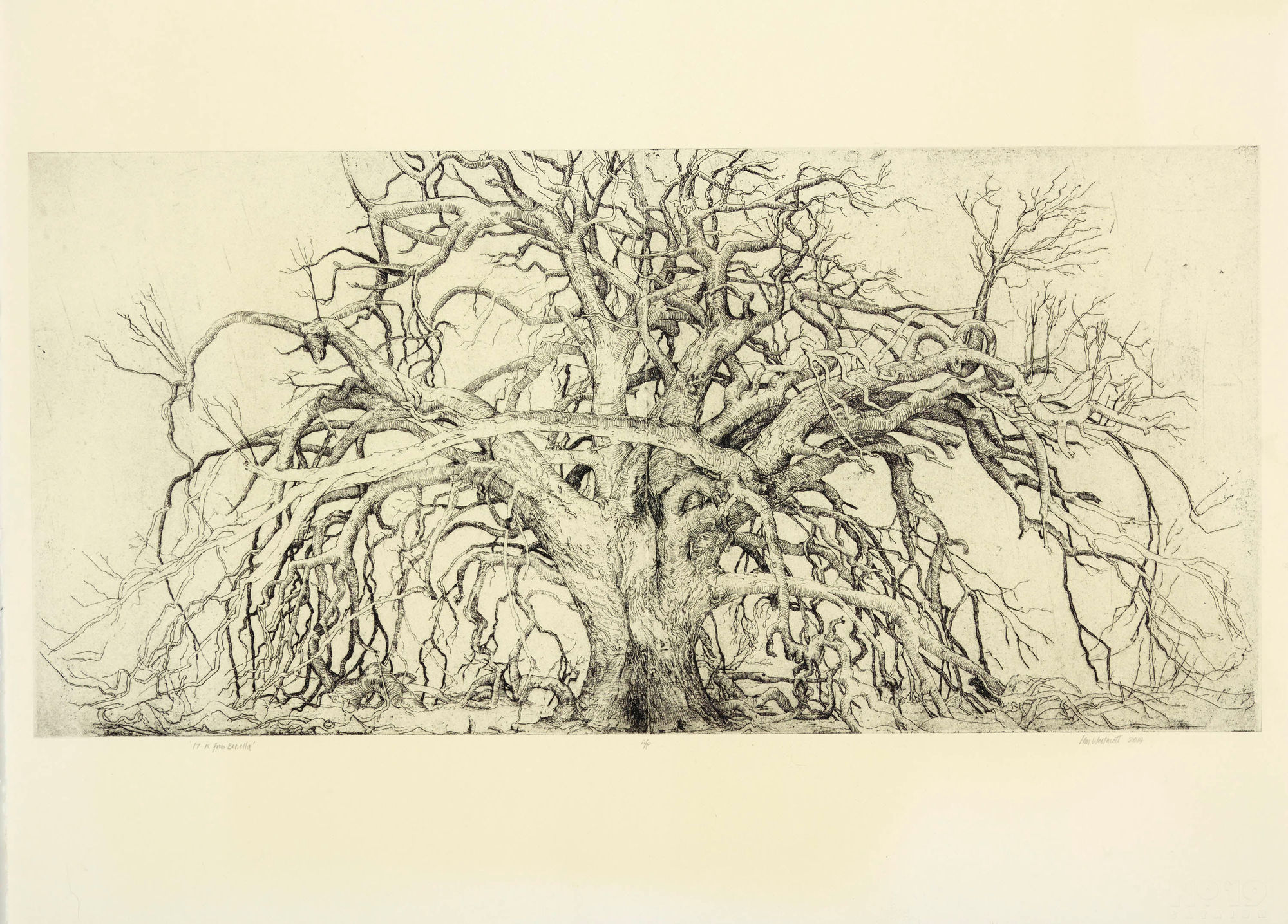 Ian Westacott, 17K from Benella, 2014