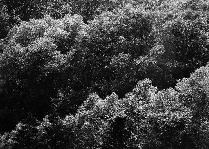 Harry Callahan, Detroit Tree Tops, 1944