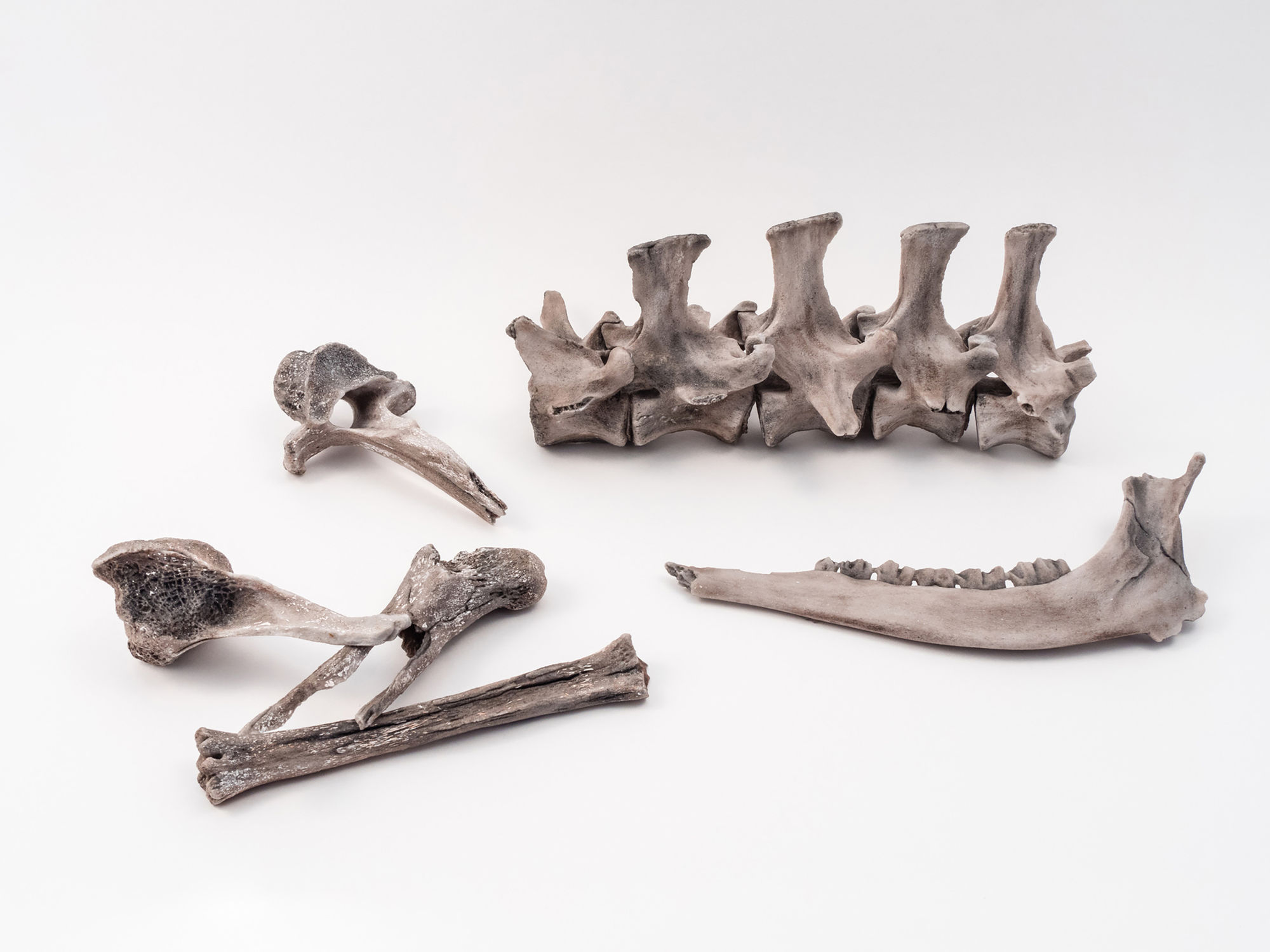 Evelyn Gottschall Baker, Bones - Group, 2018