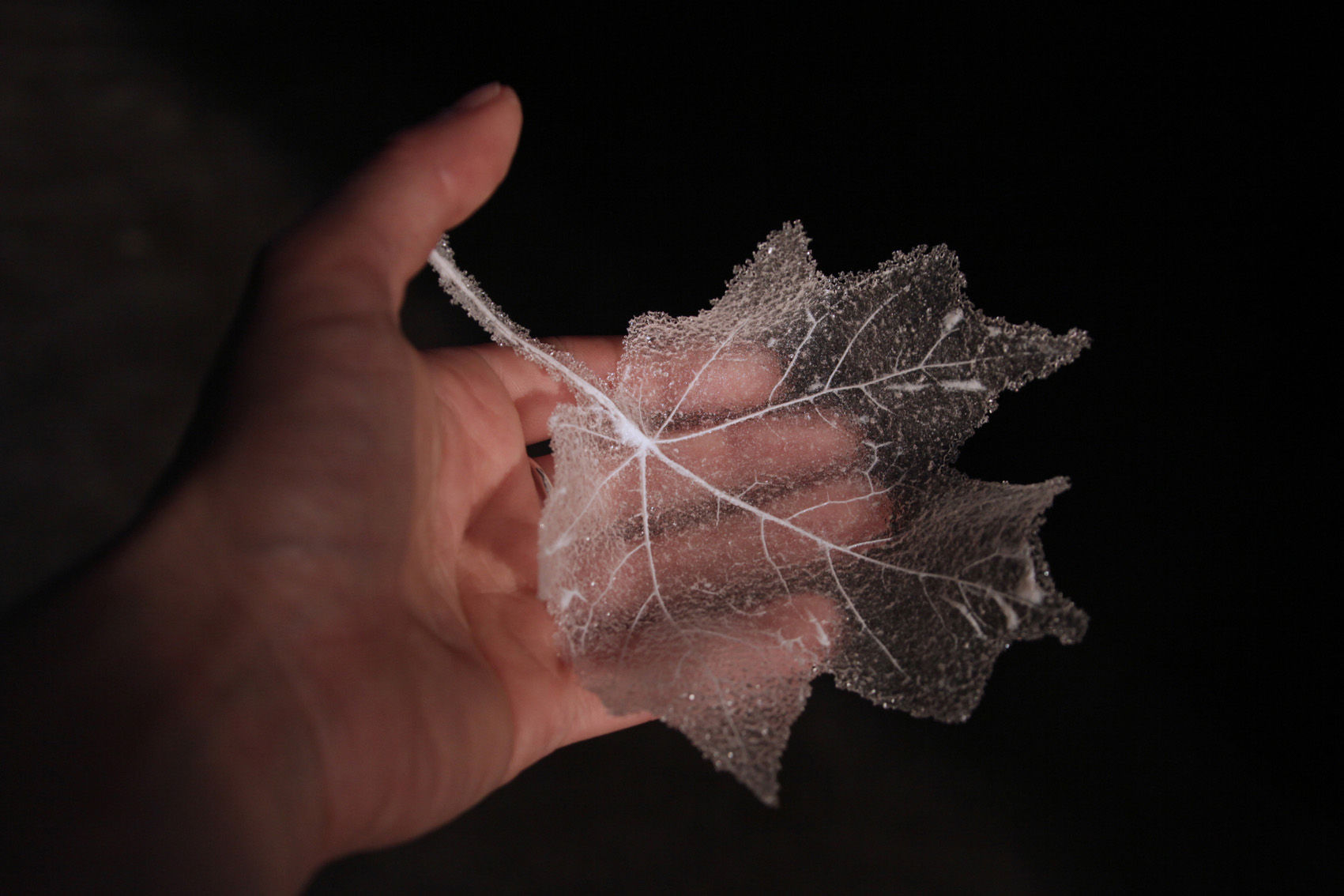 Anne Petters, Leaf, 2015