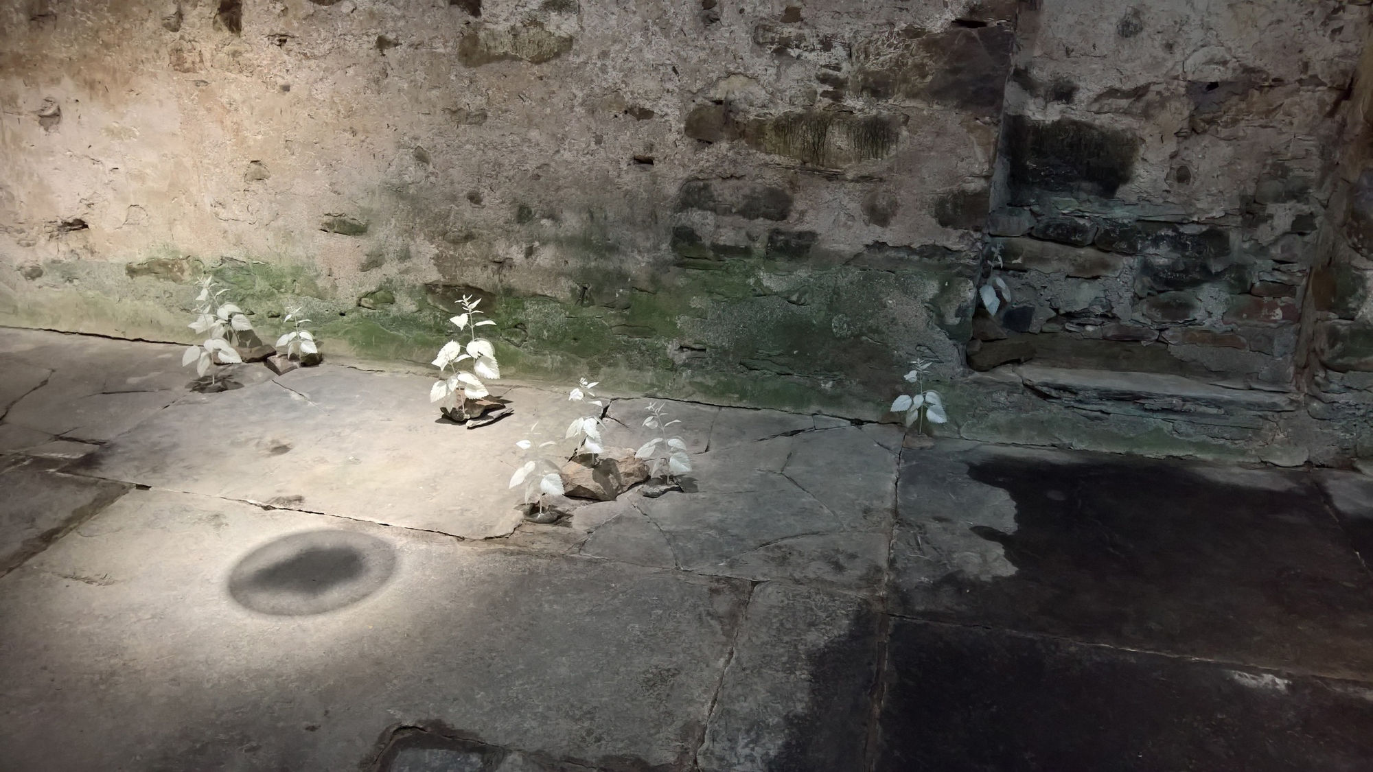 Emily Nachison, Ghost Path (Nettles), 2016