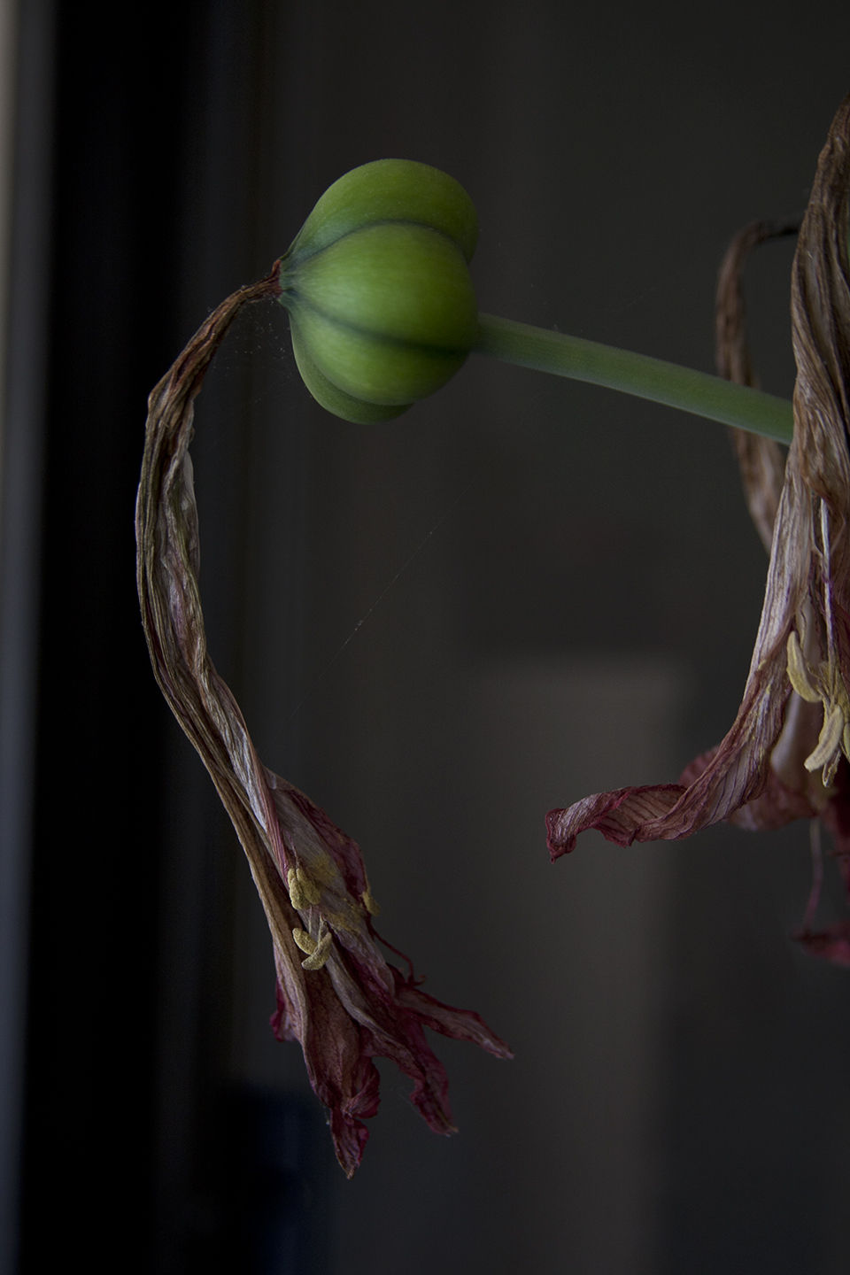 Nancy Macko, Remembering Vermeer, 2009