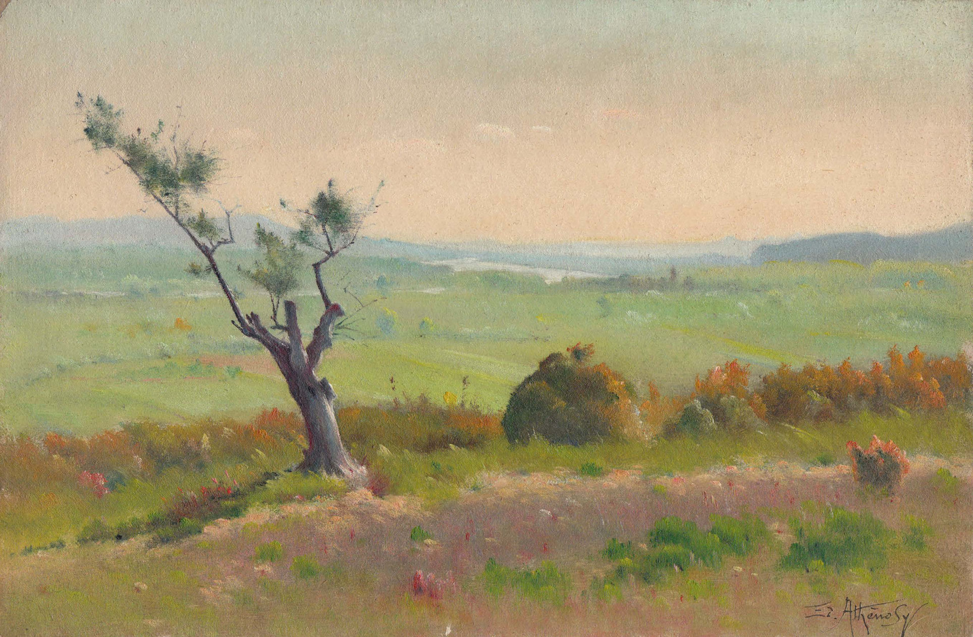 EDOUARD ATHÉNOSY, Olive tree alone, 1928